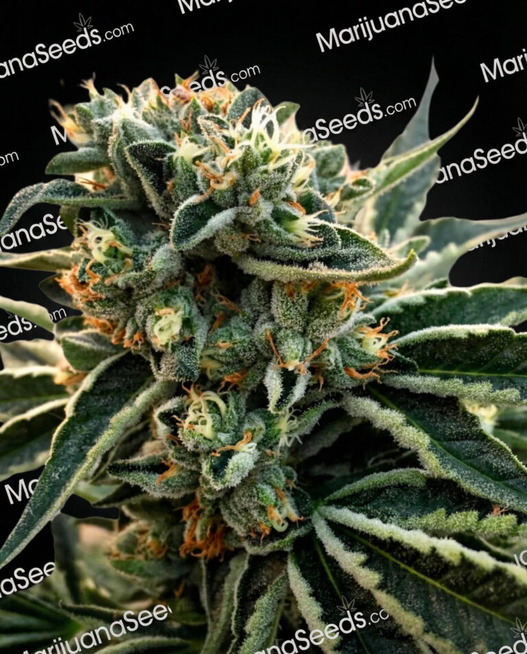 White iX Strain