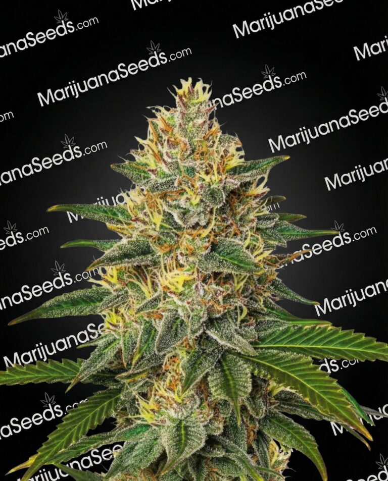 Willie Nelson Strain