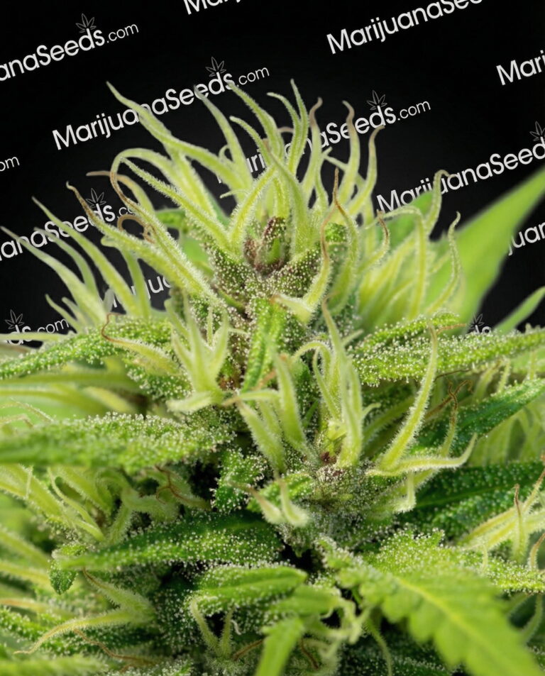 Willy G Strain
