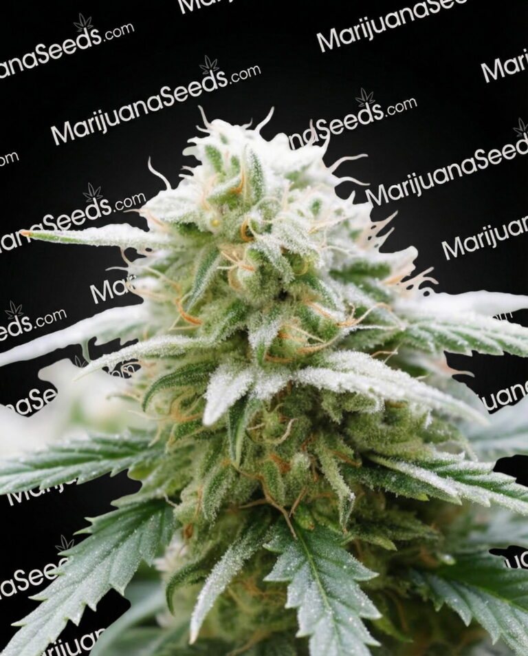 Wilson Strain