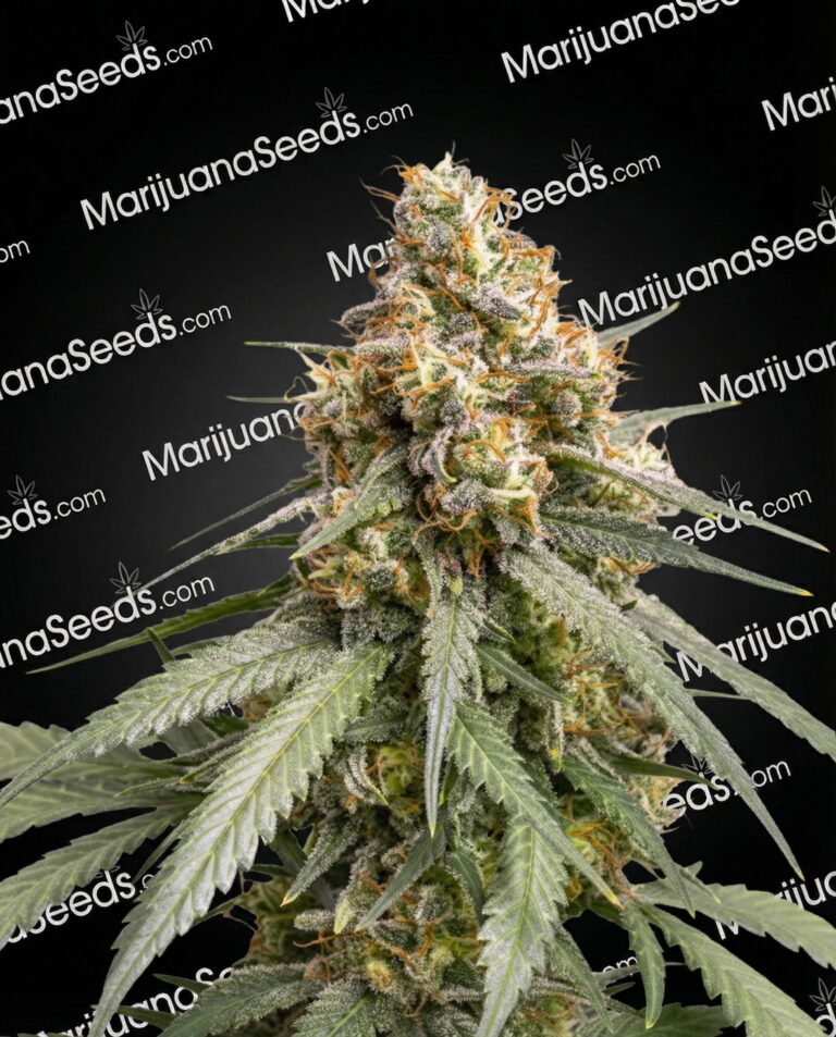 Wilson’s Haze Strain