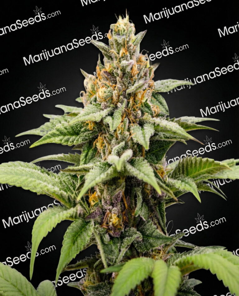 Windu OG Strain