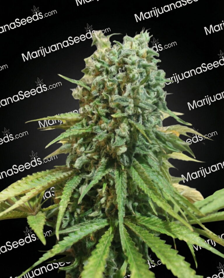 X-Berry Strain
