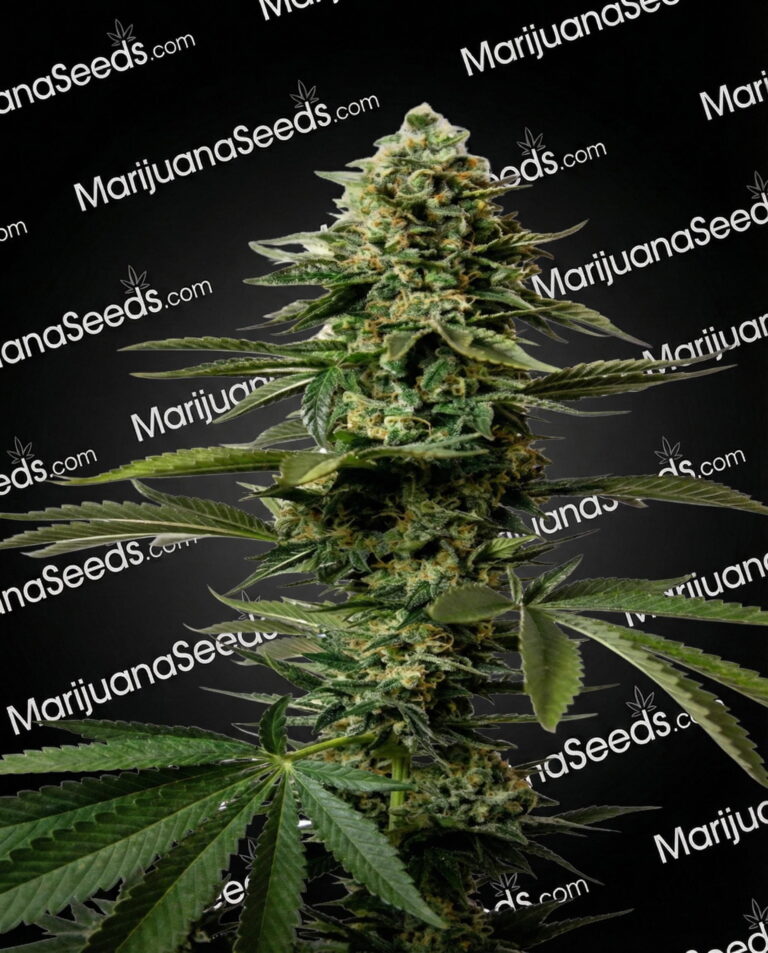 X-Dog Strain
