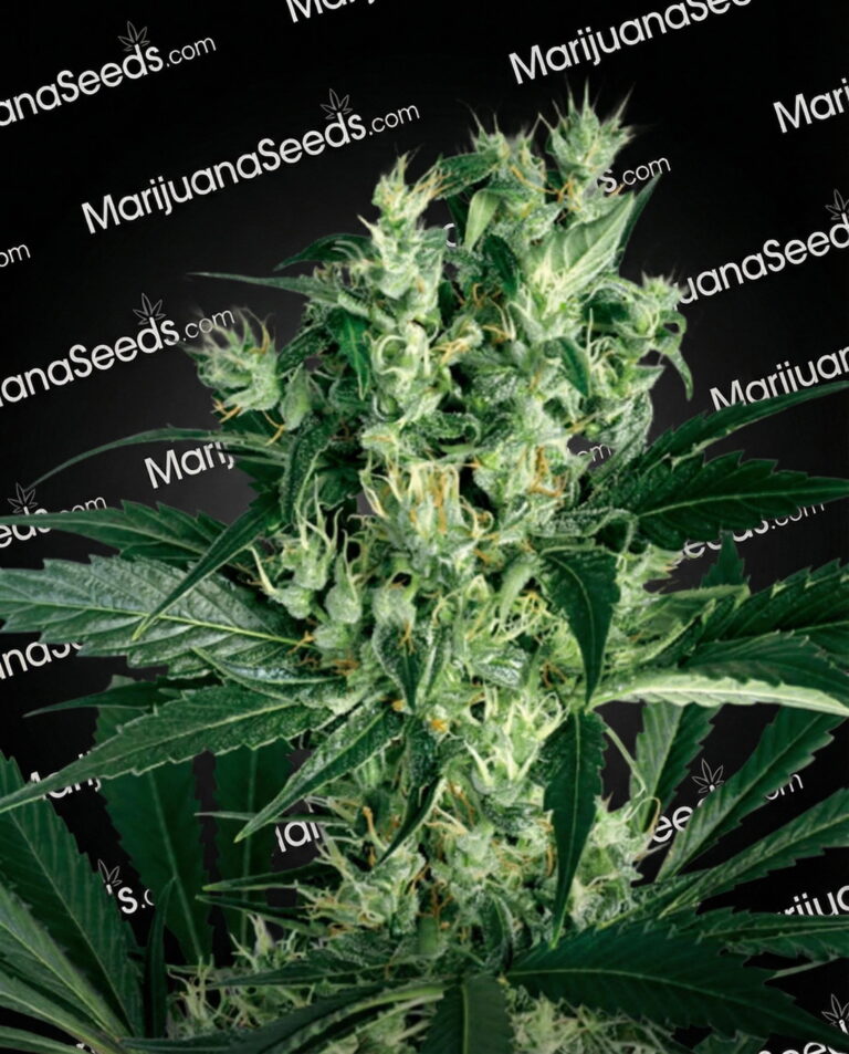 X-Haze Strain
