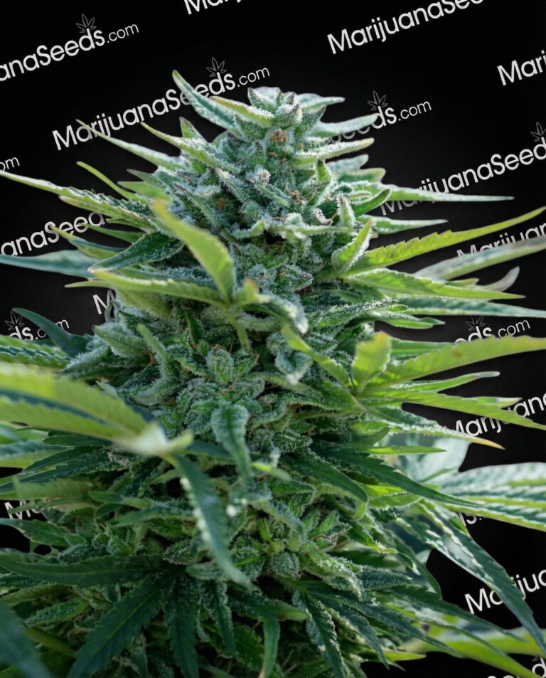X-Kunk Strain
