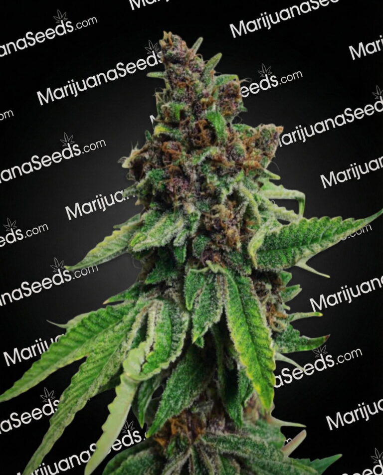 Yabba Dabba Diesel Strain