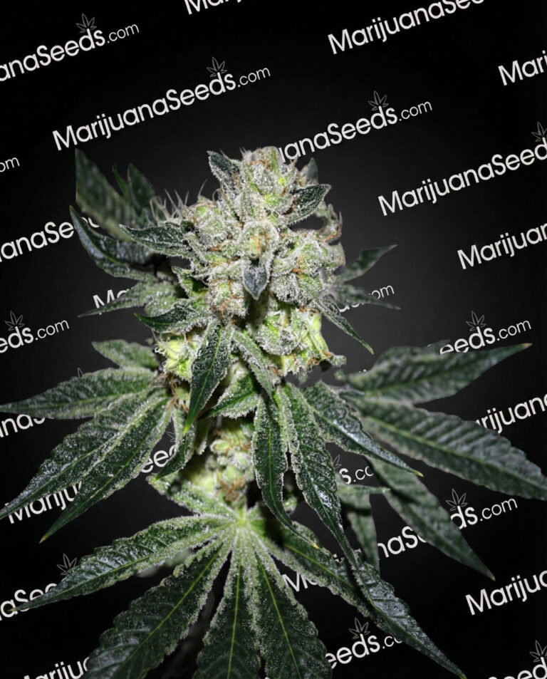 Yerba Buena Strain