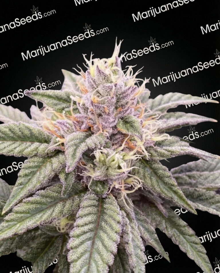 ZEI Strain