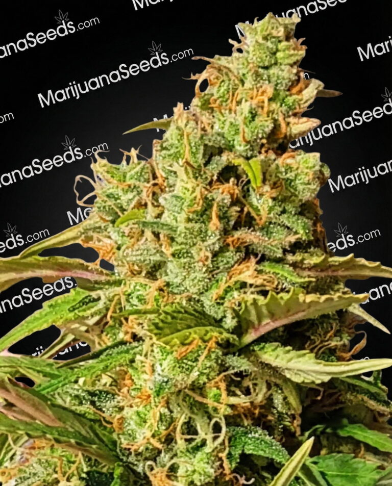 Zagnut Strain