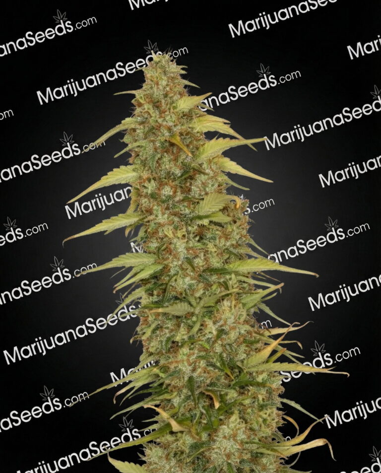 Zamal CBD Strain