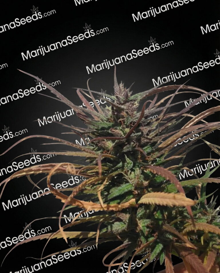 Zamal Reunion Strain