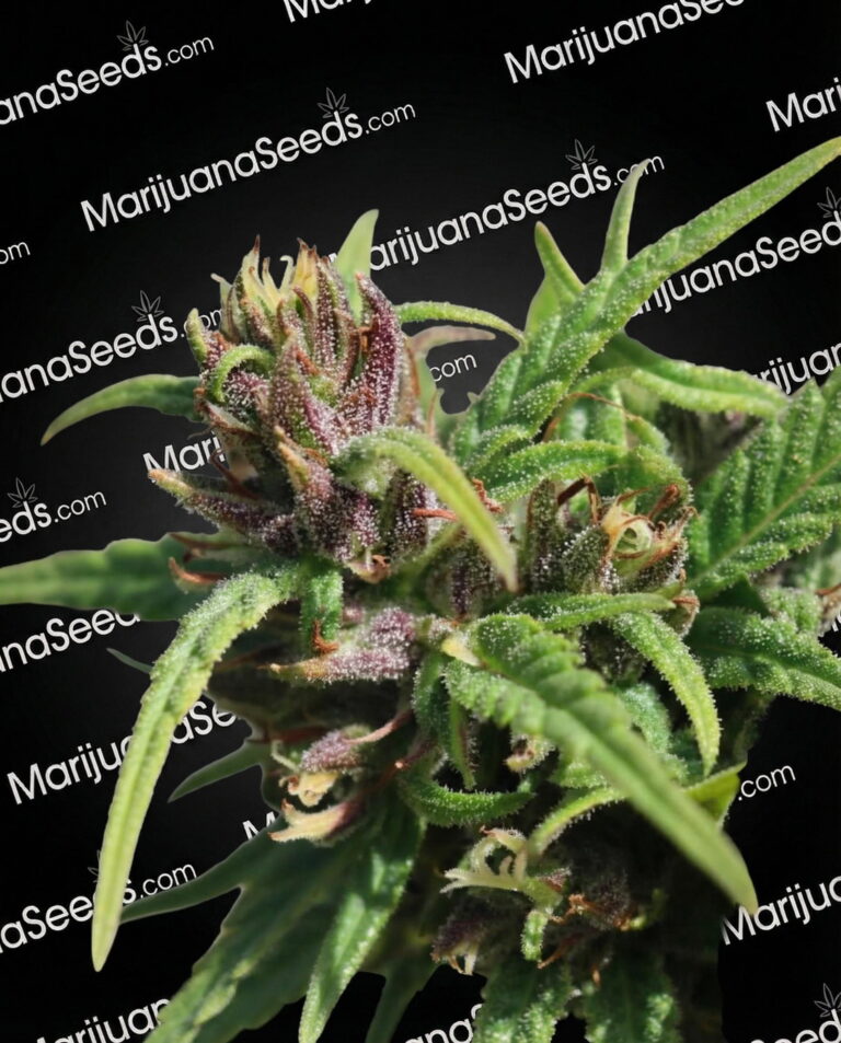 Zambezi Strain