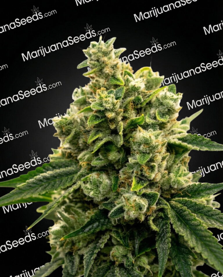 Zambia (Zambian) Strain