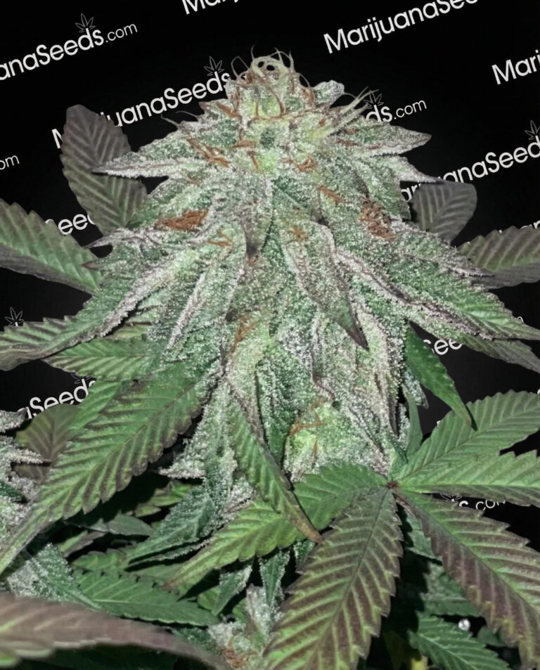 Zambian Copper Strain