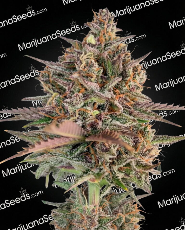 Zapotec Strain