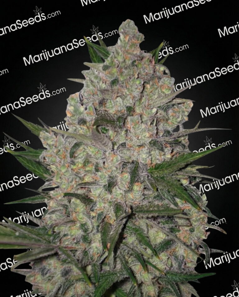 Zeus Strain