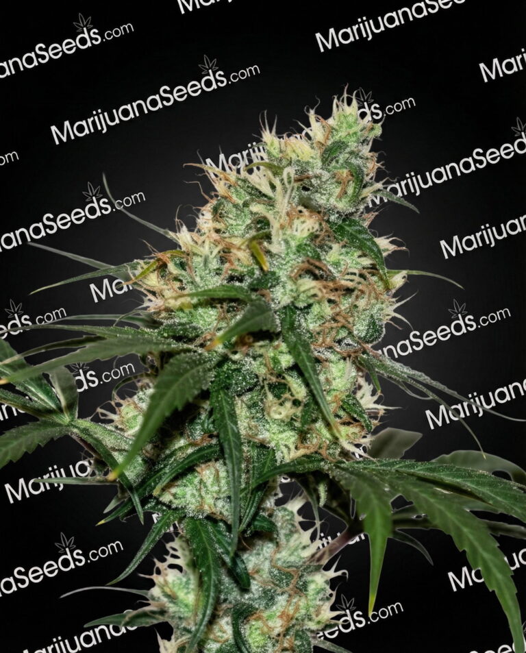 Zilvermist Strain