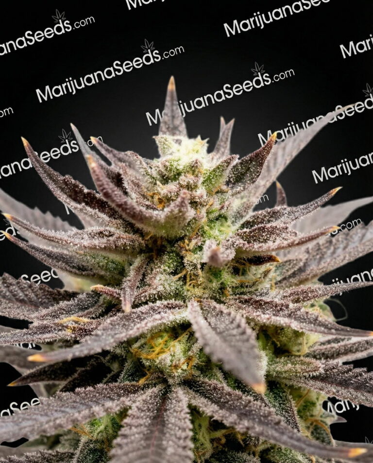 Zinger Strain