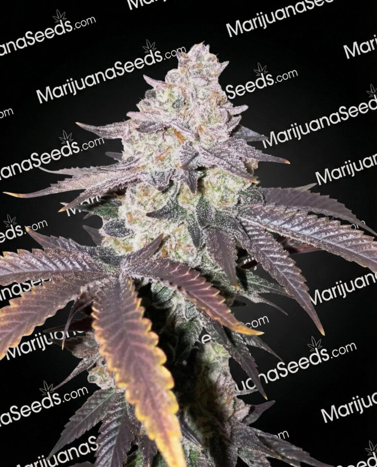 Zinn Strain