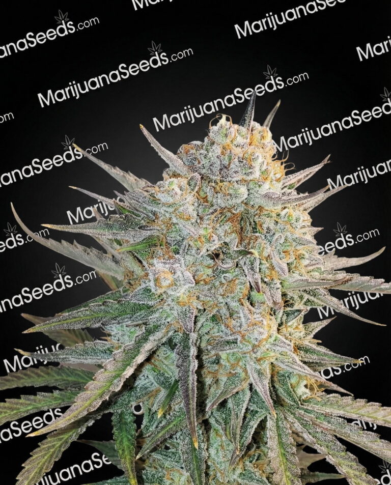 Zion Strain