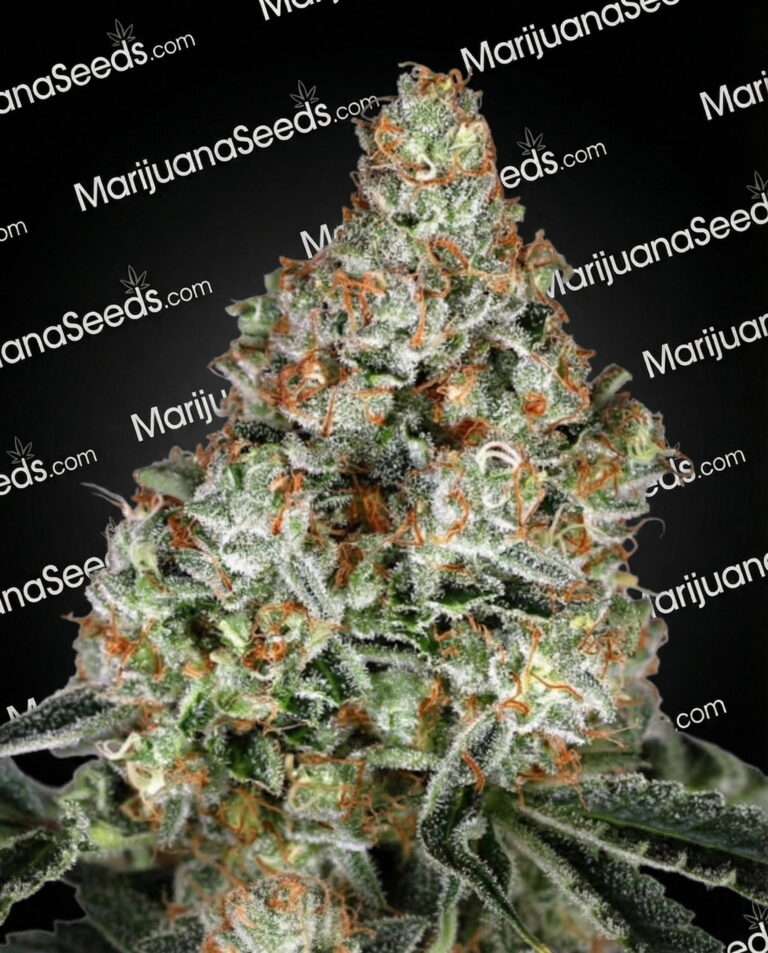 Zkittalicious Strain