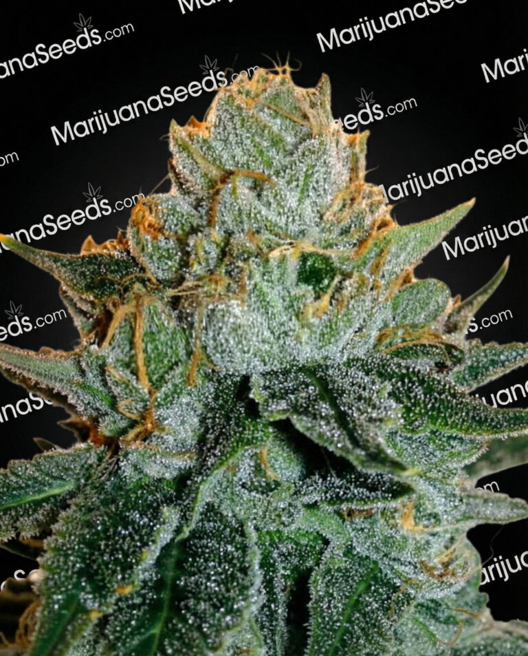 Zkittle Wood Strain