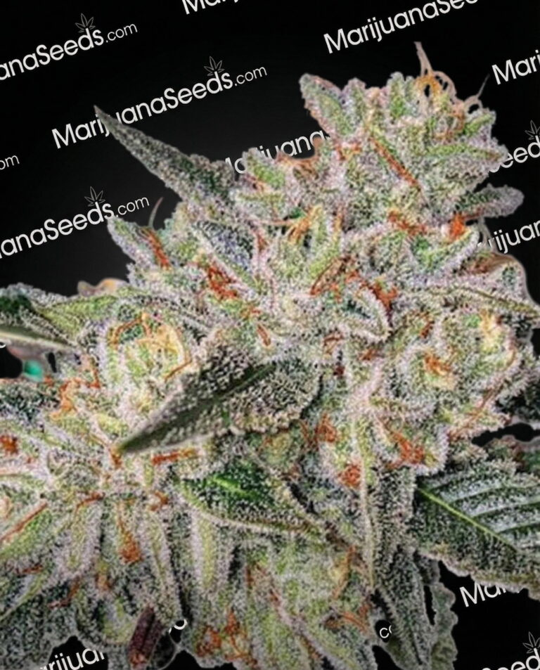 Zkittlez Auto Strain