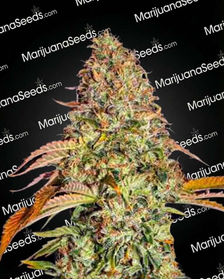 Zkittlez OG Strain Auto