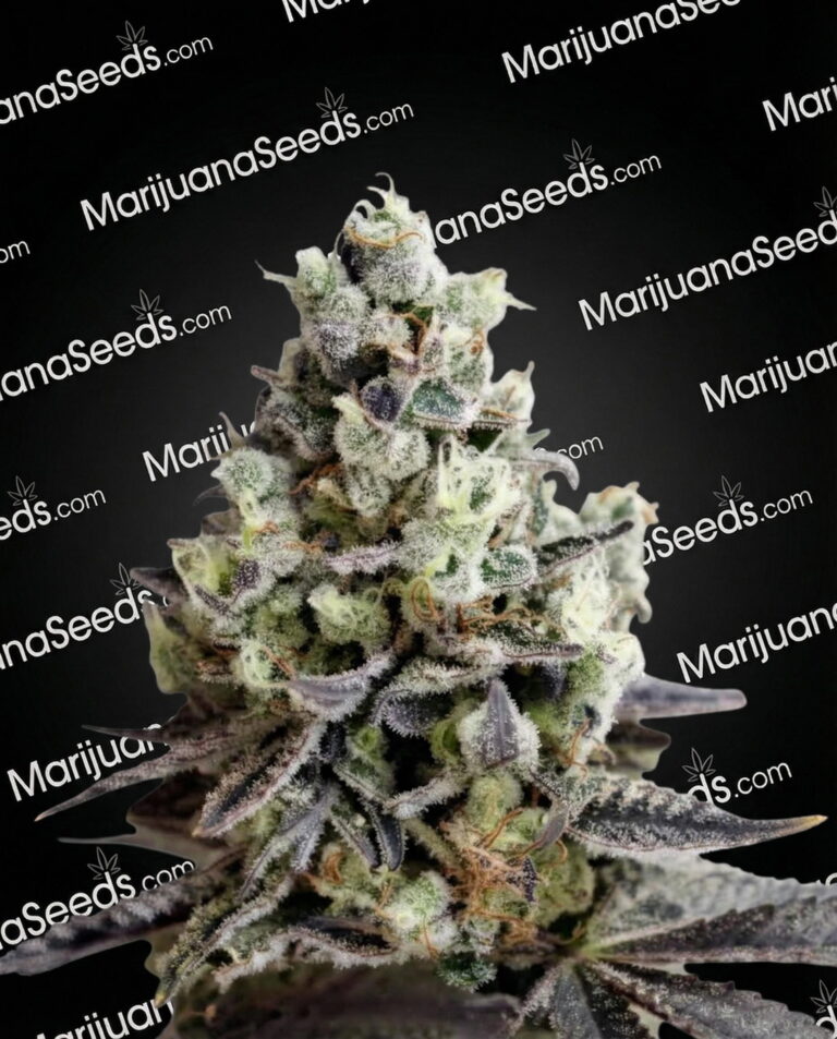 Zod Strain