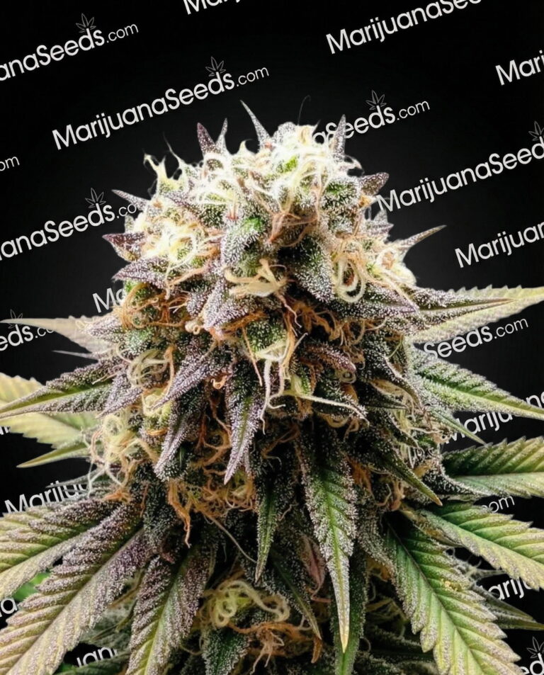 Zohar Strain