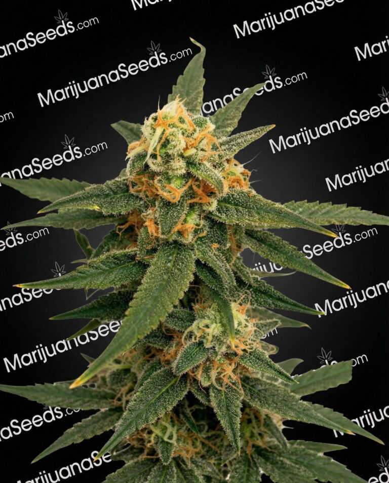 Zombie Death Fuck Strain