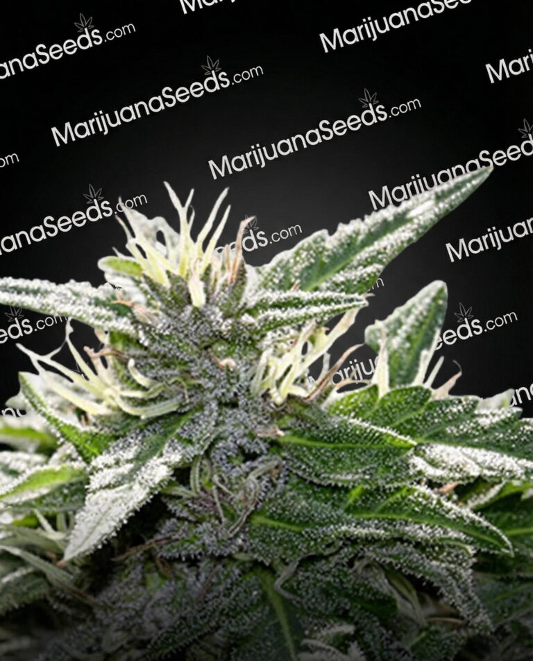 Zoot Suit Strain