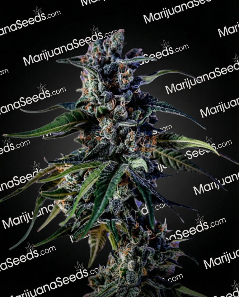 Zorro Strain