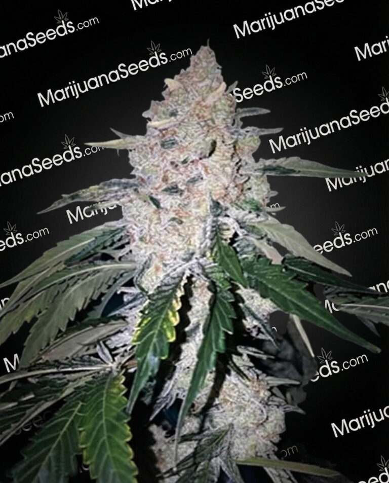 Zsweet Inzanity Strain