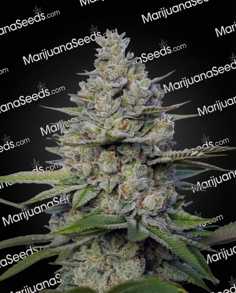 Zululand Sour Strain