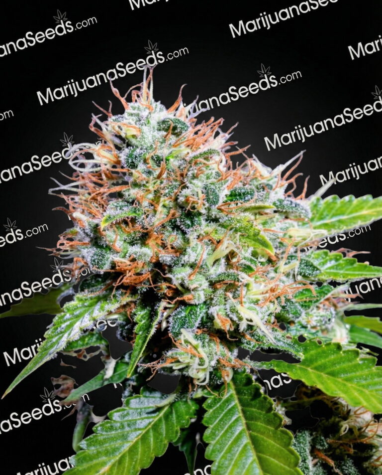 Zuri Widow Strain