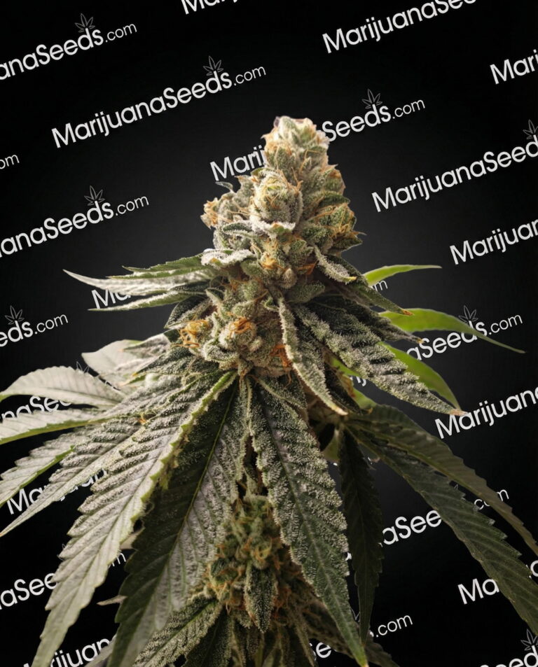 Zuul Strain