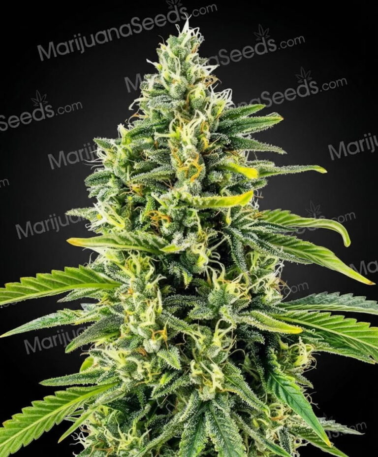 White Cheese Fast Flowering Strain