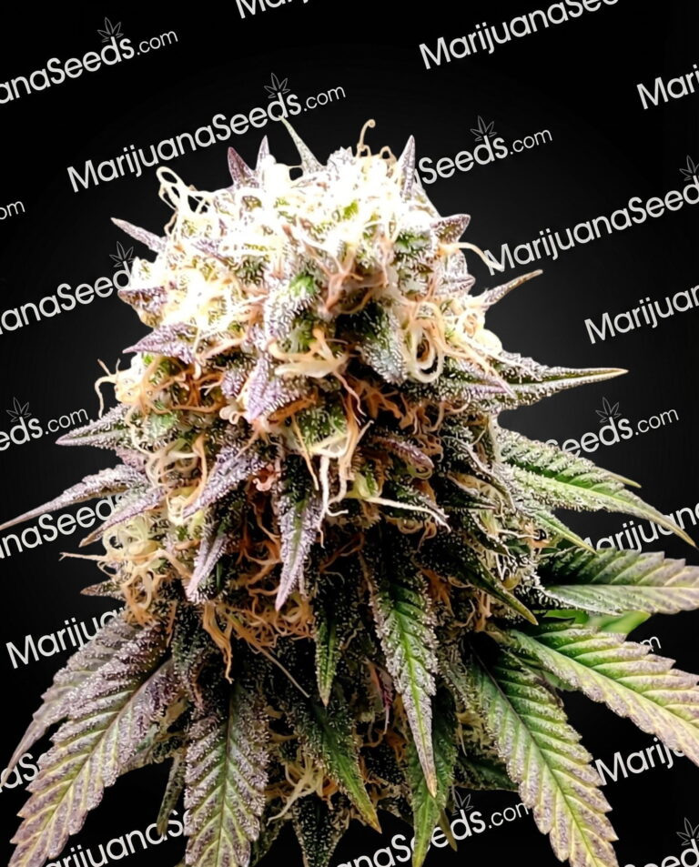 White Fire Widow OG Strain