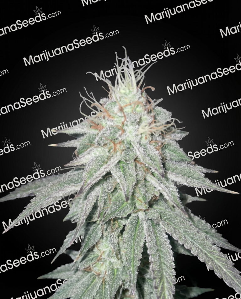 White Freeze Kush #2 Strain