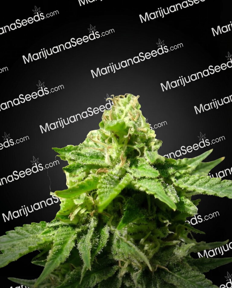 White Fruit Strain