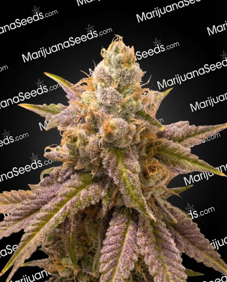 White Fruit of Atlantis Strain