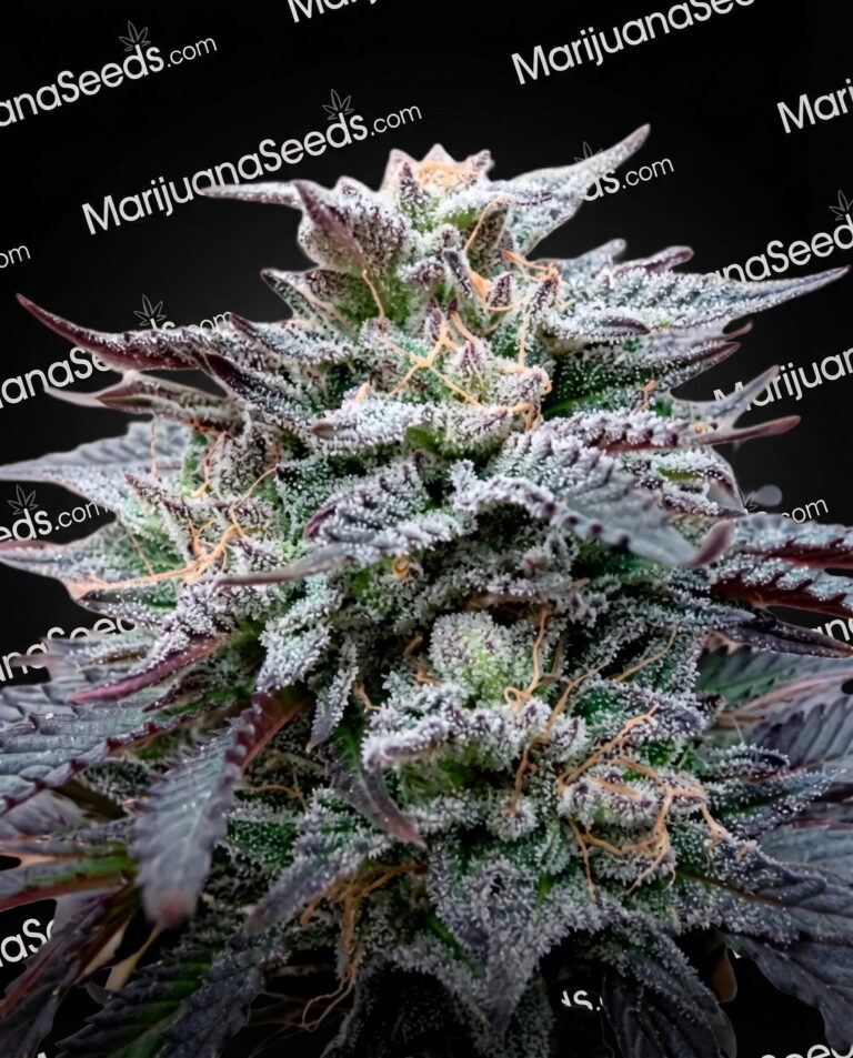 White Funk Strain