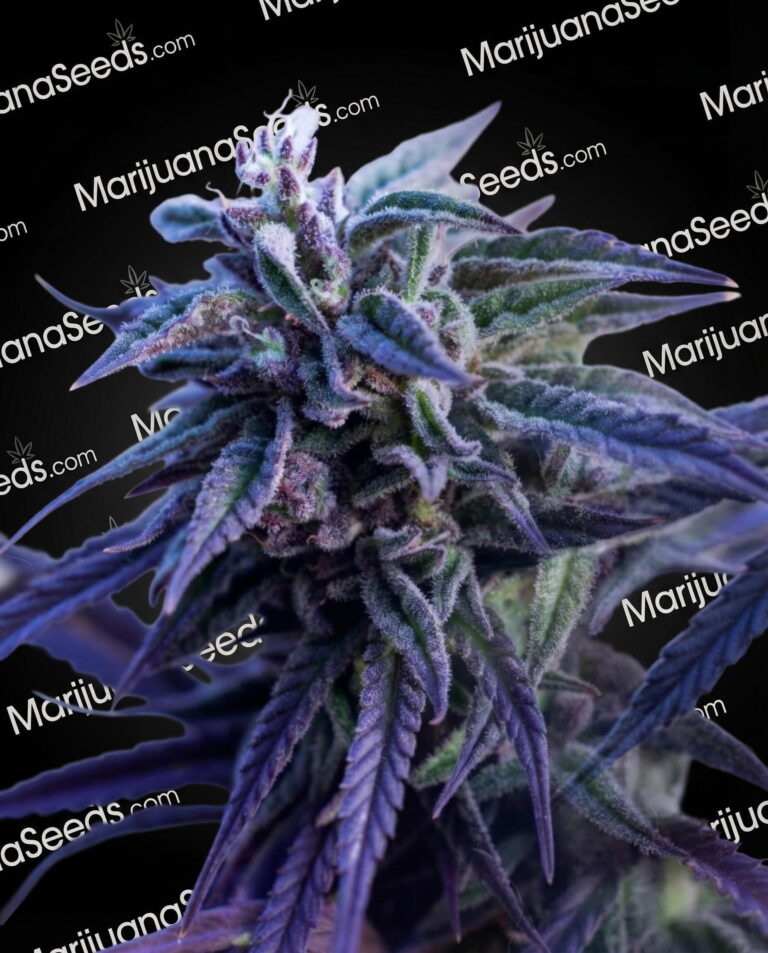 White Fya Strain