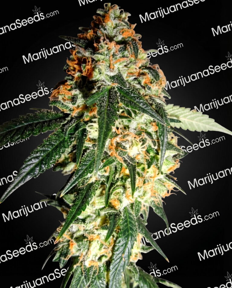 White Ghost Dawg Strain