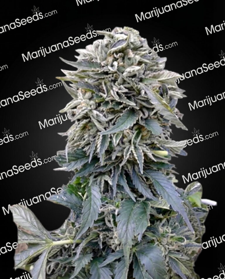 White Ghost Strain