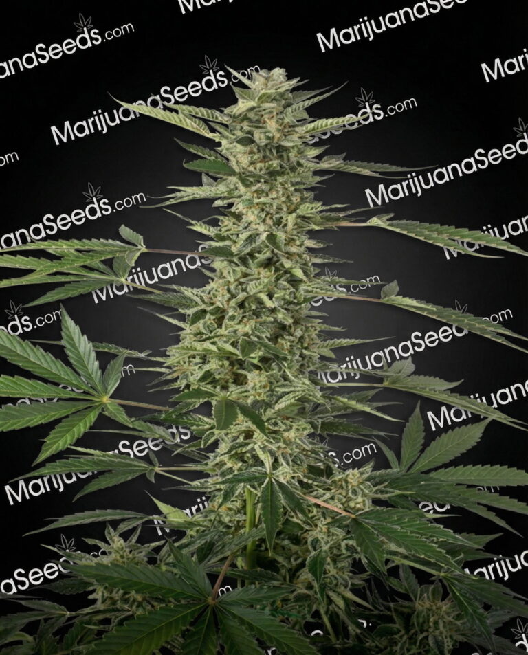 White Widow CBD Strain Auto