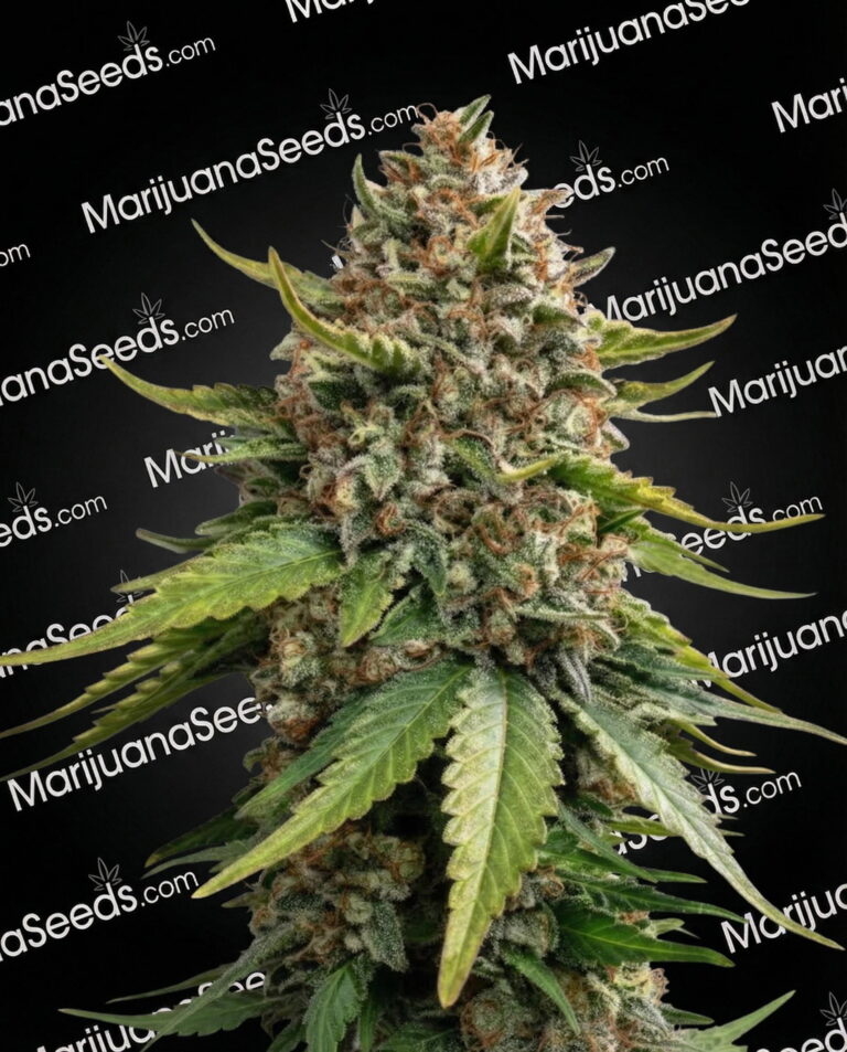 White Widow XXL Strain