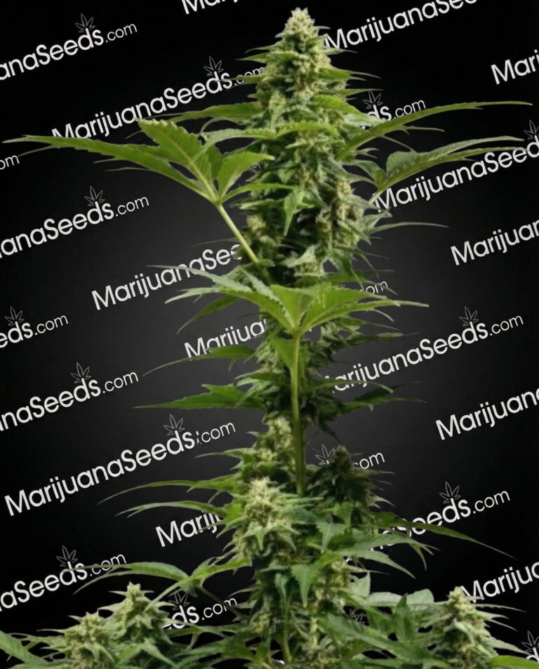 White Yoda Strain Auto